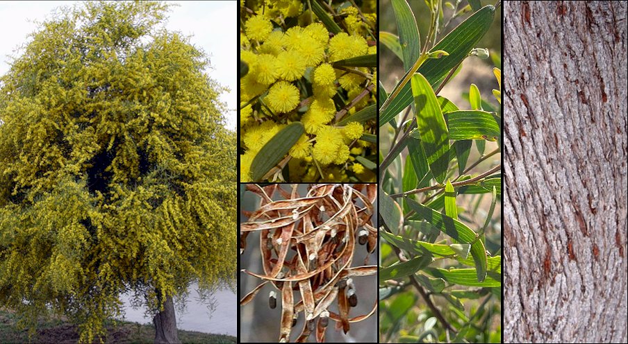 Aspecto general y detalle de las flores