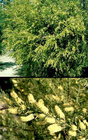 Aspecto general y detalle de las flores