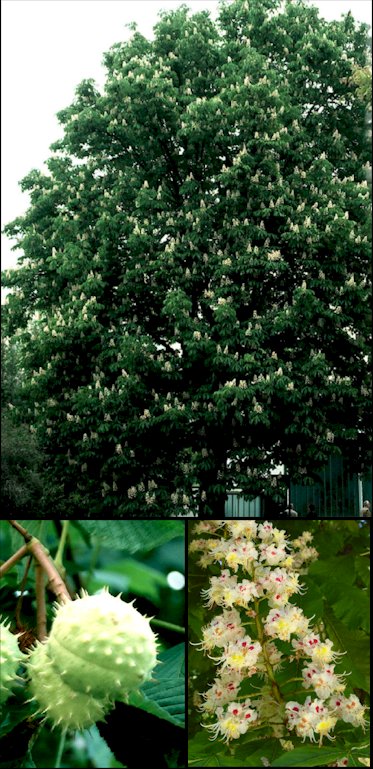 Aspecto general y detalle de flores, frutos y corteza