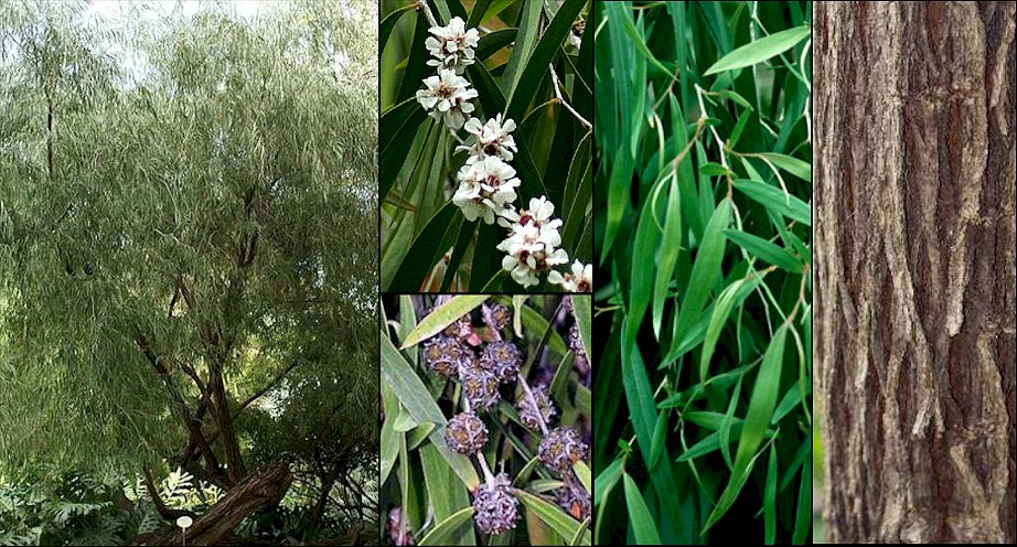 Detalle de hojas, flores y corteza