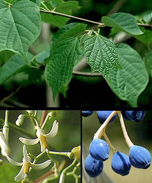 Detalle de hojas, flores y frutos