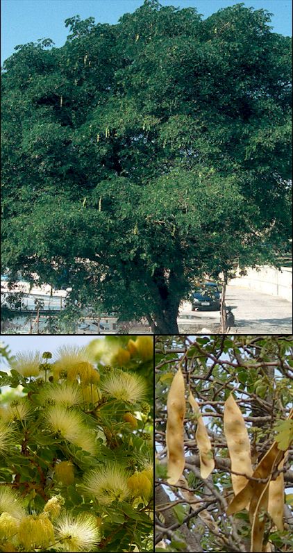 Aspecto general y detalle de flores y frutos