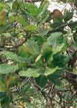 Anacardium occidentale