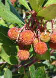 Arbutus unedo