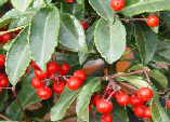 Ardisia crenata