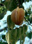 Averrhoa carambola