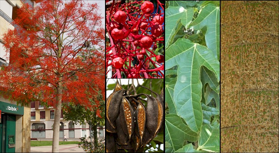Aspecto general y detalle de las flores y frutos