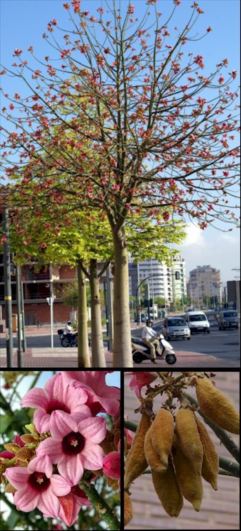 Aspecto general y detalles de corteza, flores y frutos