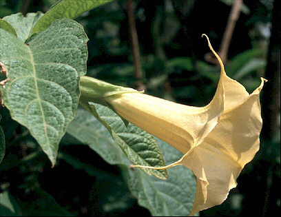 Brugmansia x candida