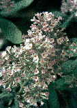 Buddleja officinalis