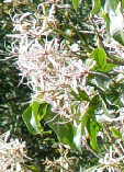 Calodendrum capense