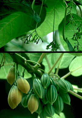 Detalle de flores y frutos