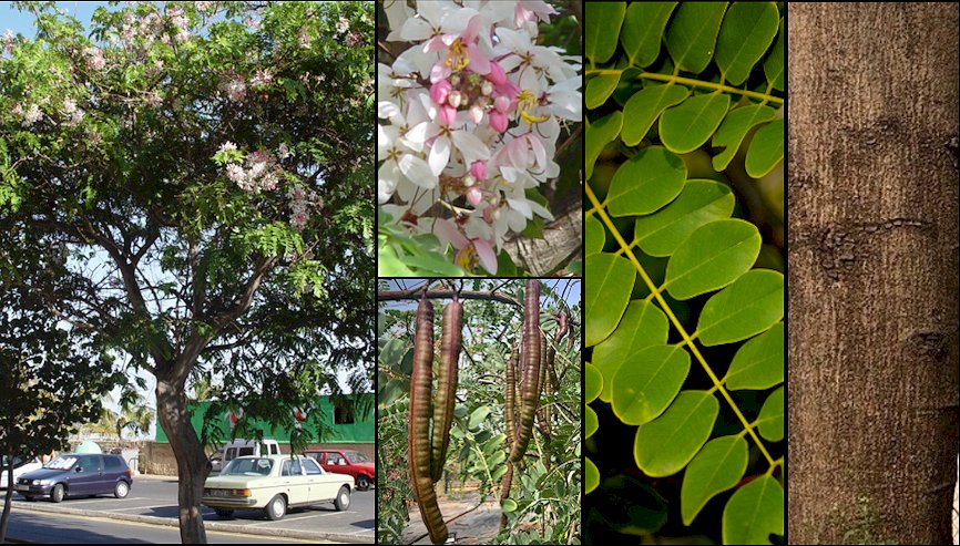 Ejemplar fotografiado en la playa de Las Teresitas (Tenerife)