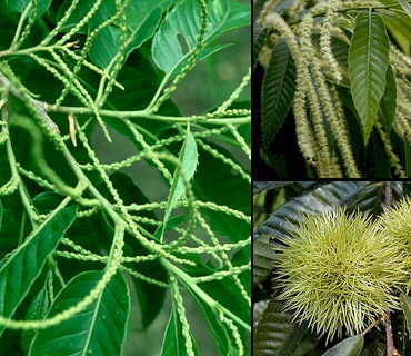 Detalles de inflorescencias y frutos