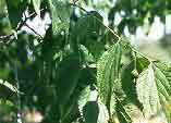 Celtis australis