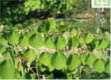 Cercidiphyllum japonicum