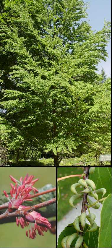 Aspecto general y detalle de flores y hojas