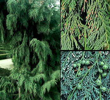 Aspecto general y detalles