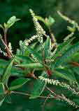 Clethra monostachya