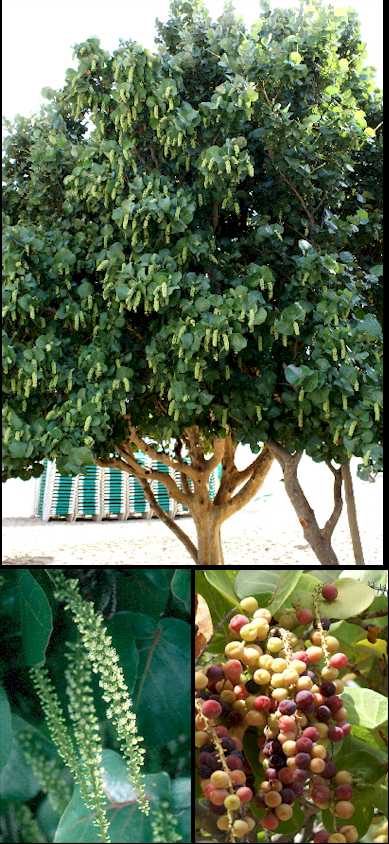 Plantele medicinale arbore viu - Scarlatină , Copac viu cu varicoză