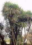 Cordyline australis