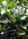 Corynocarpus laevigatus