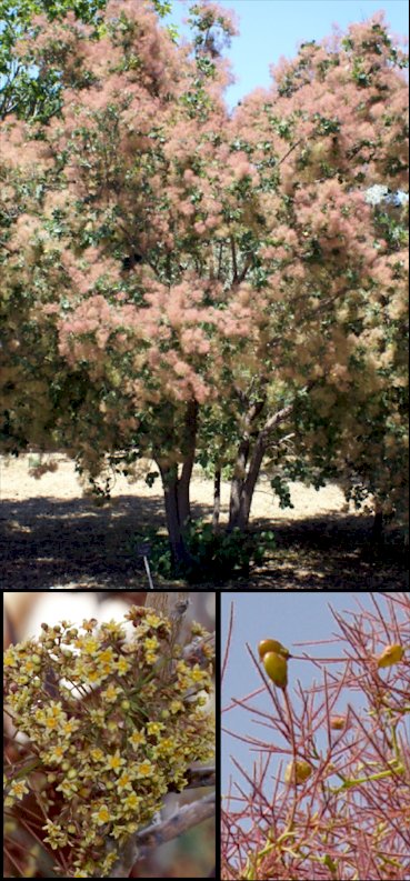 Aspecto general y detalle de hojas y flores