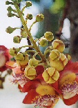Couroupita guianensis