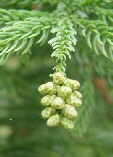 Cryptomeria japonica