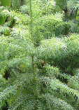 Cunninghamia konishii