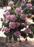 Dais cotinifolia