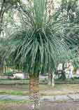 Dasylirion glaucophyllum