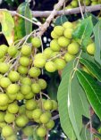 Dimocarpus longan