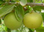Dovyalis caffra