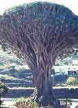 Dracaena draco