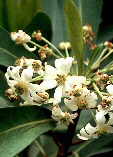 Drimys winteri