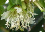 Duabanga sonneratioides