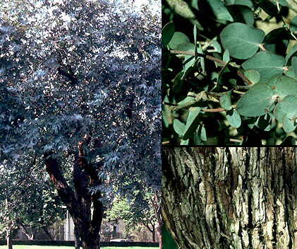 Aspecto general y detalle de hojas juveniles y corteza