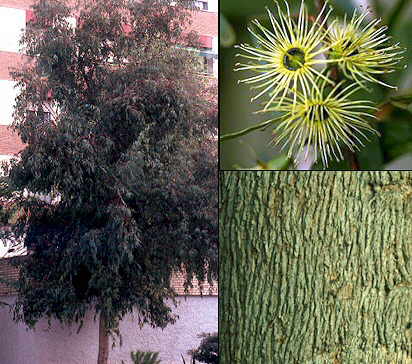 Aspecto general y detalle de flores y corteza