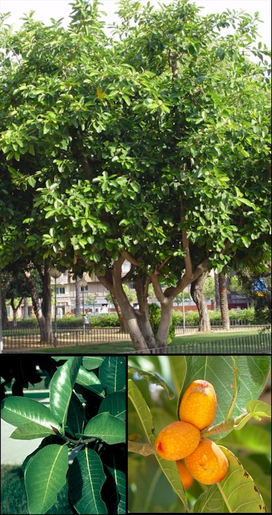 Aspecto general y detalle de hojas y frutos