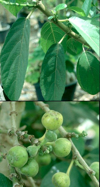 Detalle de hojas y frutos