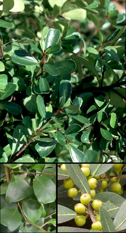 Aspecto medio y detalle de hojas (subsp. leprieurii) y de los frutos (tomada de Flickr)