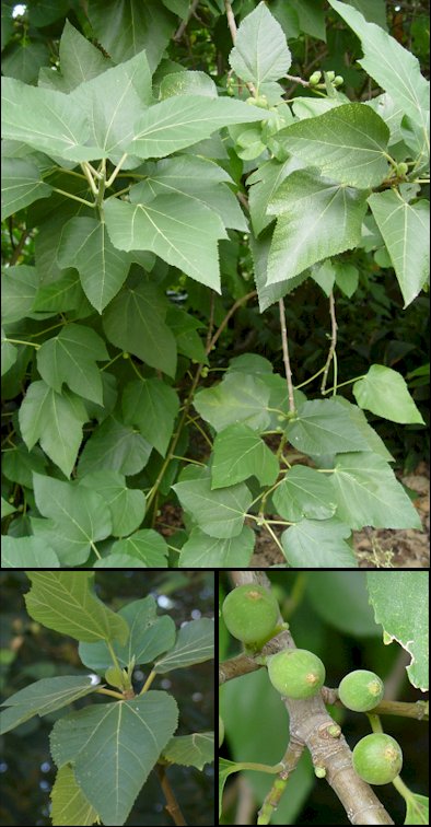 Plano medio y detalle de hojas y frutos