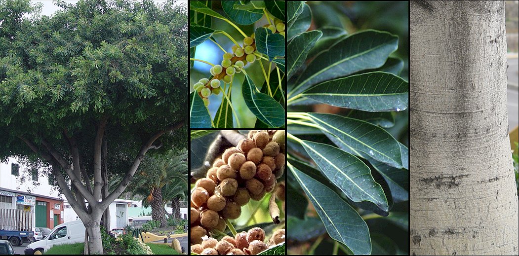 Aspecto general y detalle de hojas y frutos