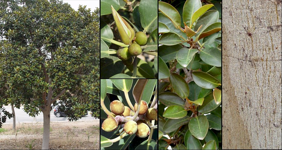 Aspecto general y detalle de hojas y frutos