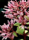 Fuchsia arborescens