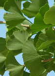 Ginkgo biloba
