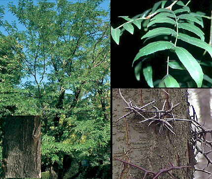 Aspecto general y detalles de la corteza, espinas y hojas