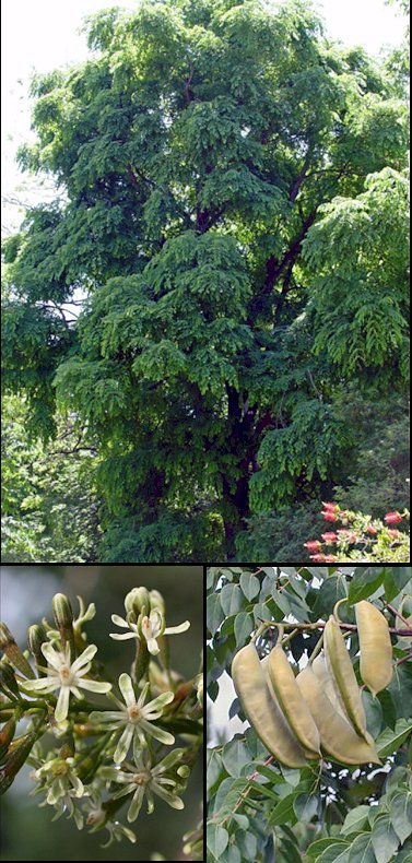 Aspecto general y detalles de corteza, flores y frutos