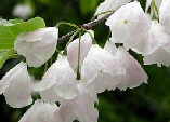Halesia monticola